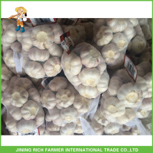 Sale Fresh Natural White Garlic